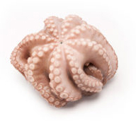 Whole flower shaped raw octopus